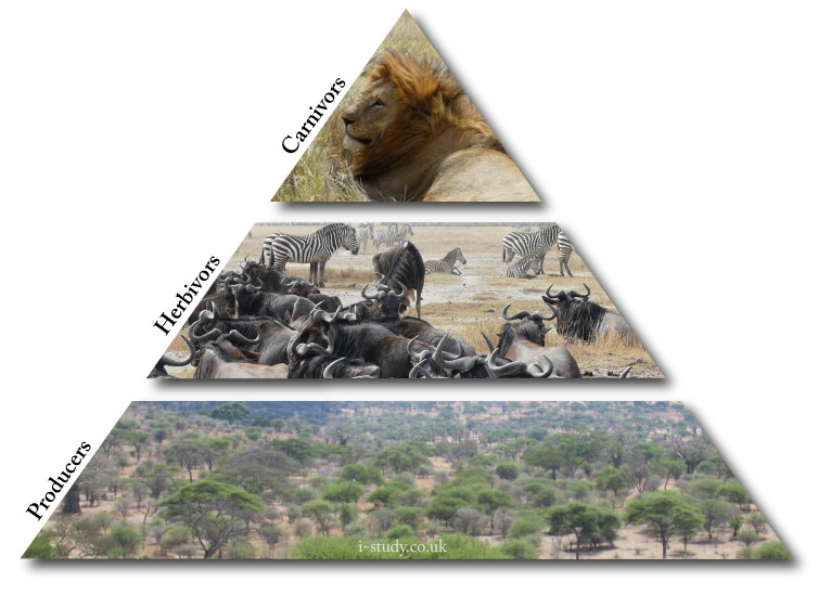 ecological pyramid